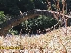 Arch bridges in Adjara